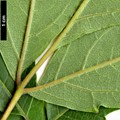 SpeciesSub: var. tanakae